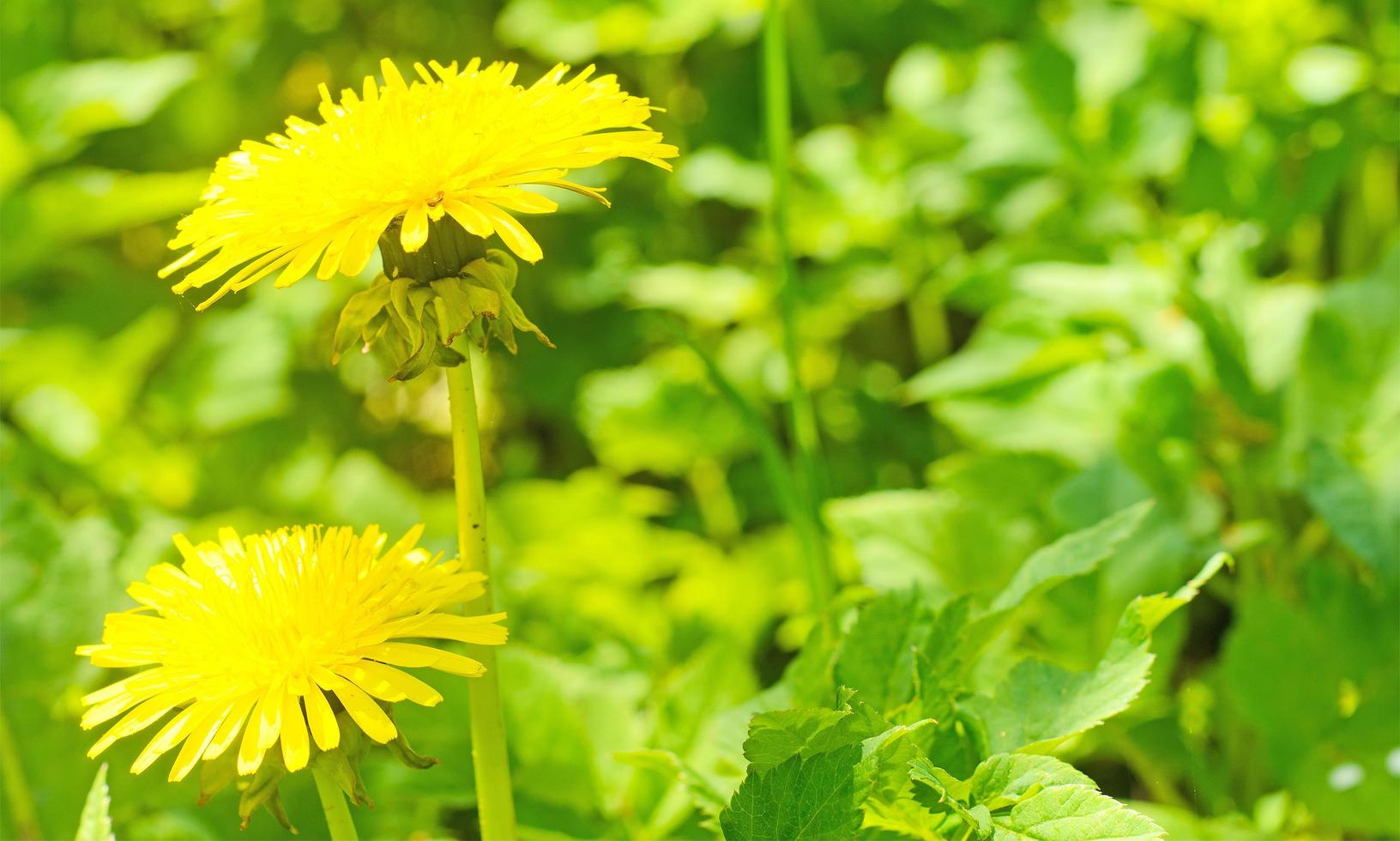 fleurs de pissenlit d'été jaunes. printemps, saison estivale. photo