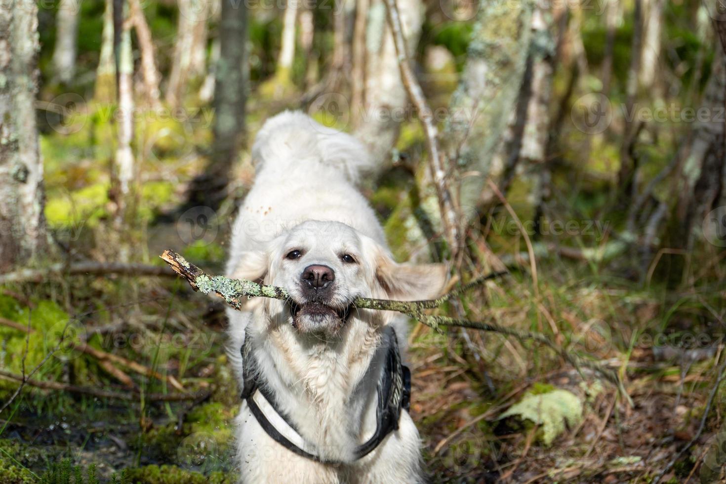 golden retriever qui traverse un marais avec un bâton dans la bouche photo