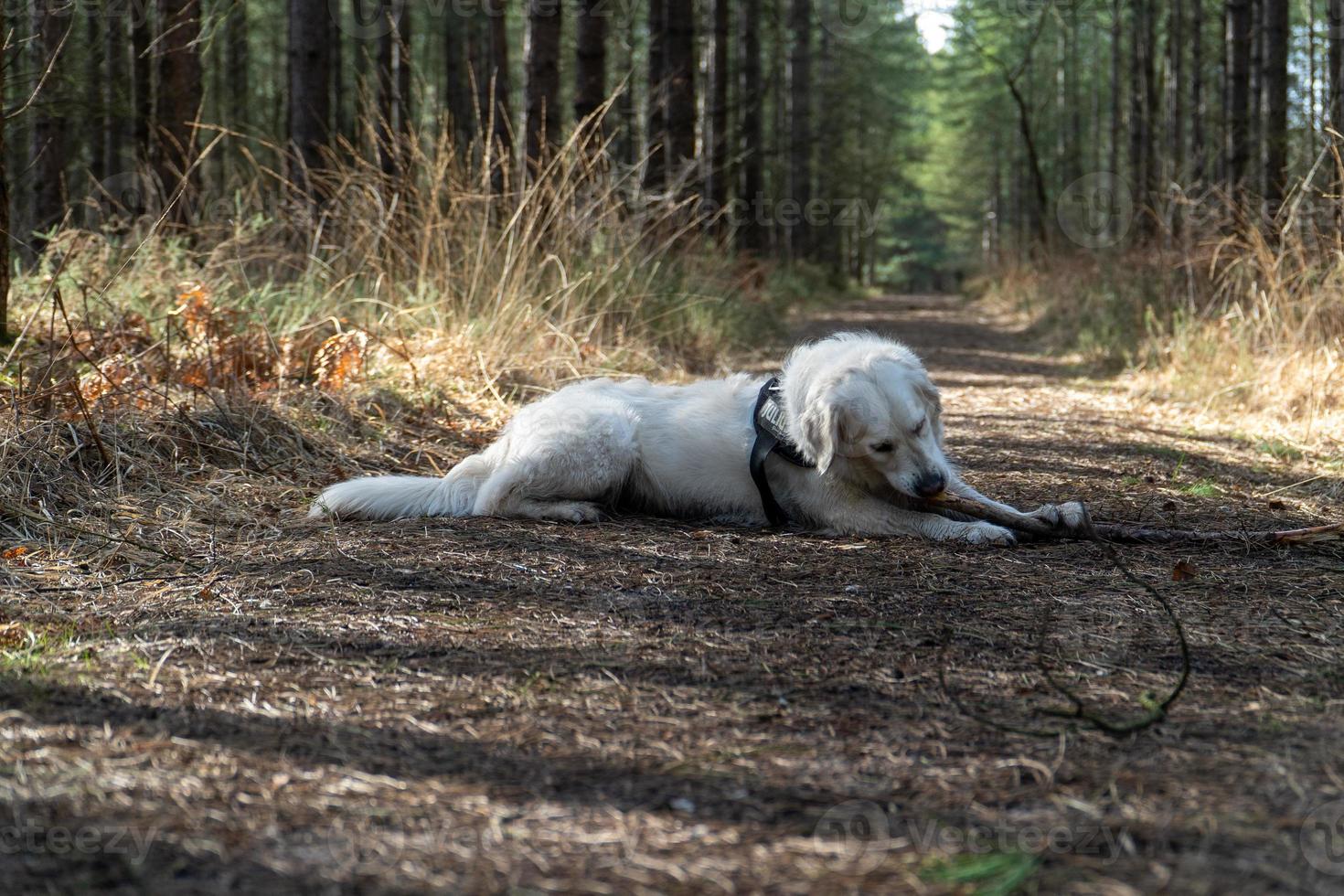 Golden retriever portant sur sentier forestier à mâcher sur stick photo