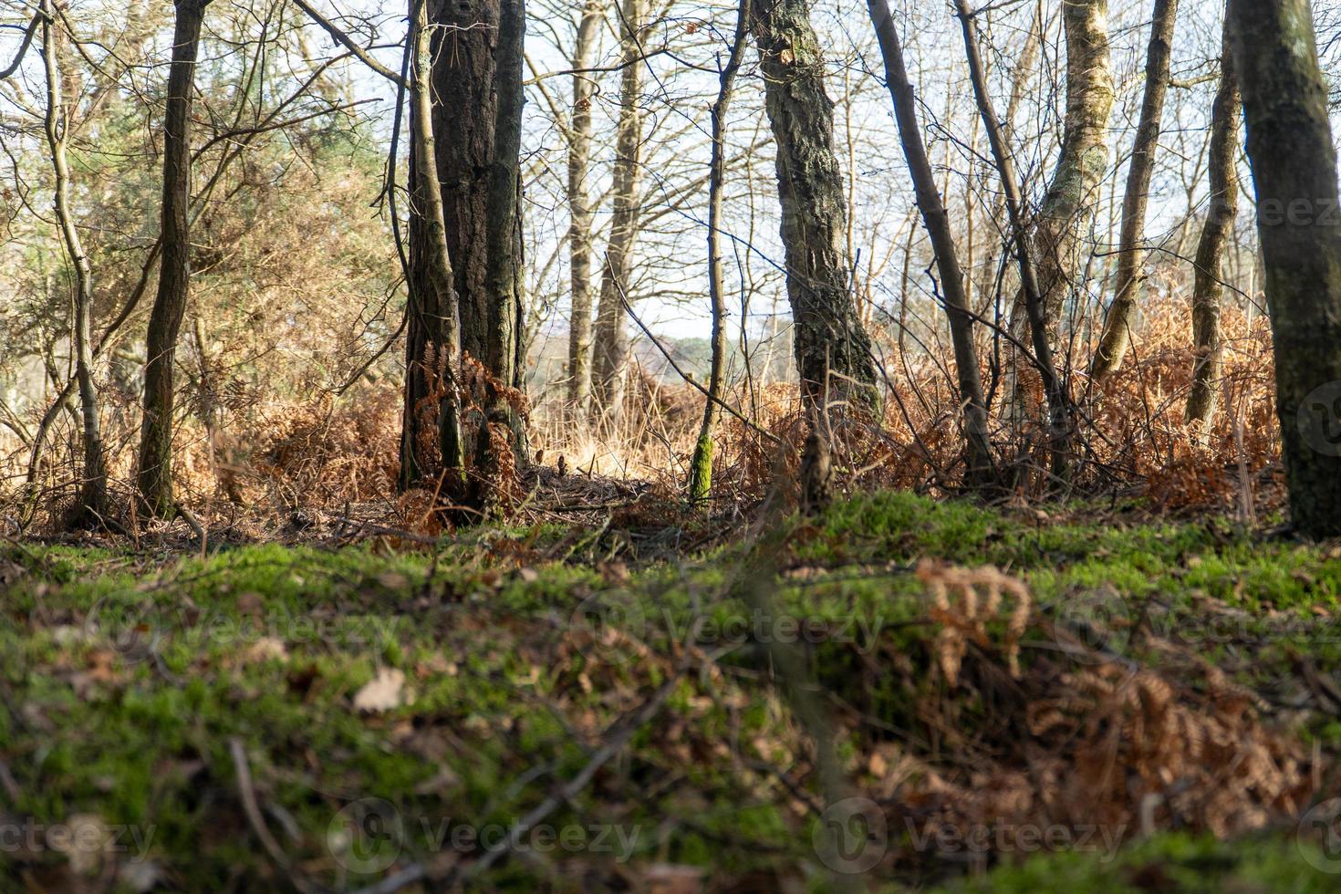forêt d'hiver avec mousse verte et feuilles brunes tombées photo