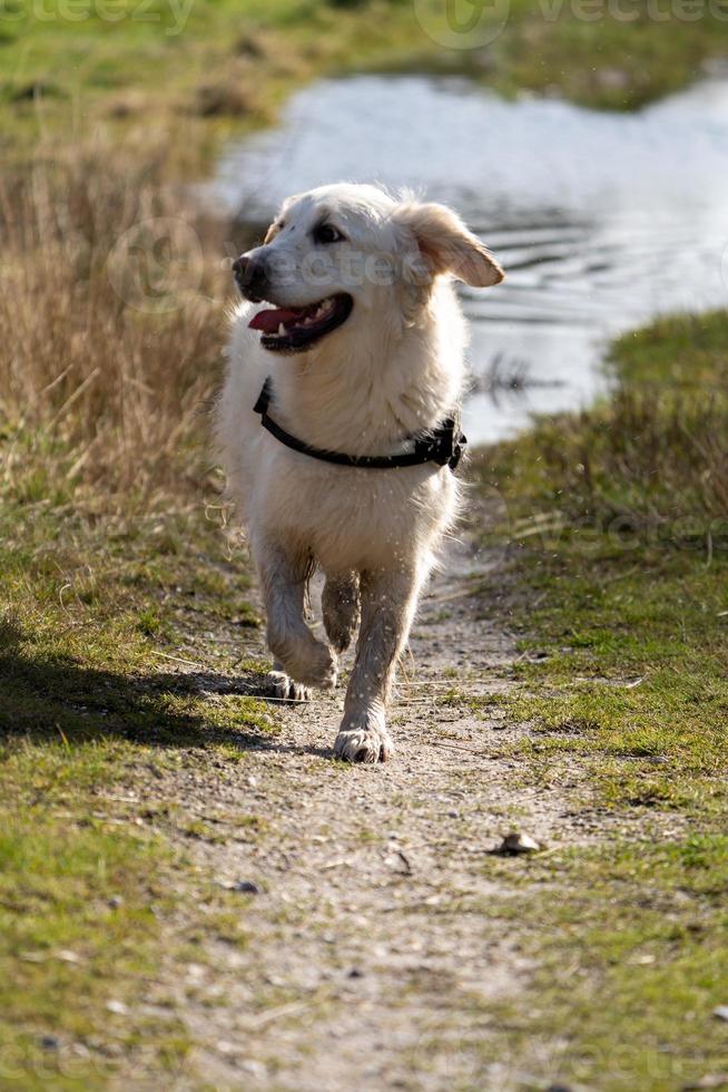 golden retriever se pavanant chemin photo