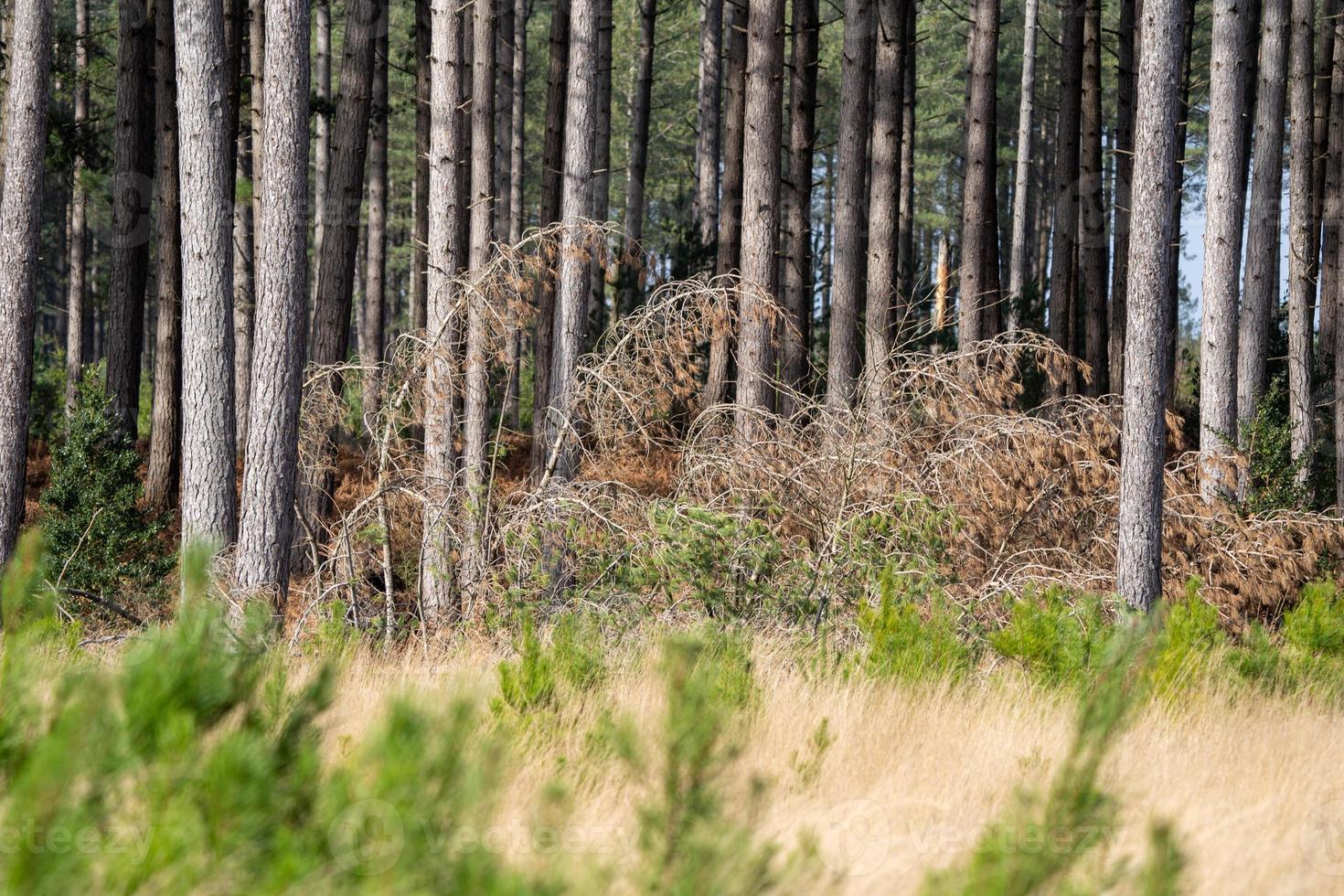 vent fort poussant les arbres forestiers au-dessus photo