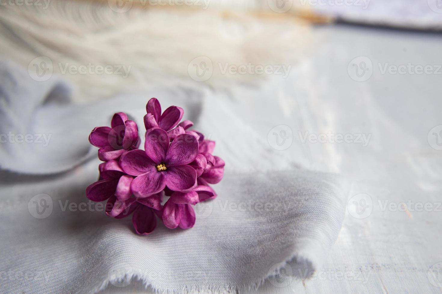 fleurs violettes lilas sur une plume d'autruche blanche. la magie des fleurs de lilas à cinq pétales. maquette photo