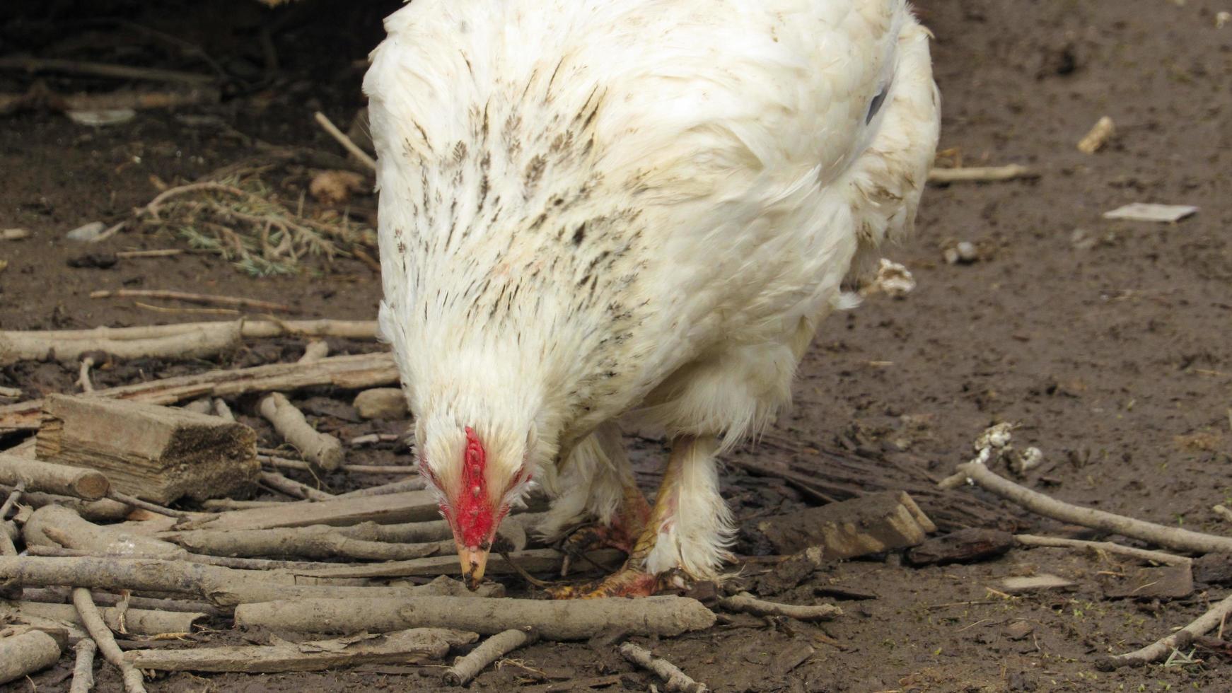 poulet à la ferme. poulets d'élevage. poulailler photo