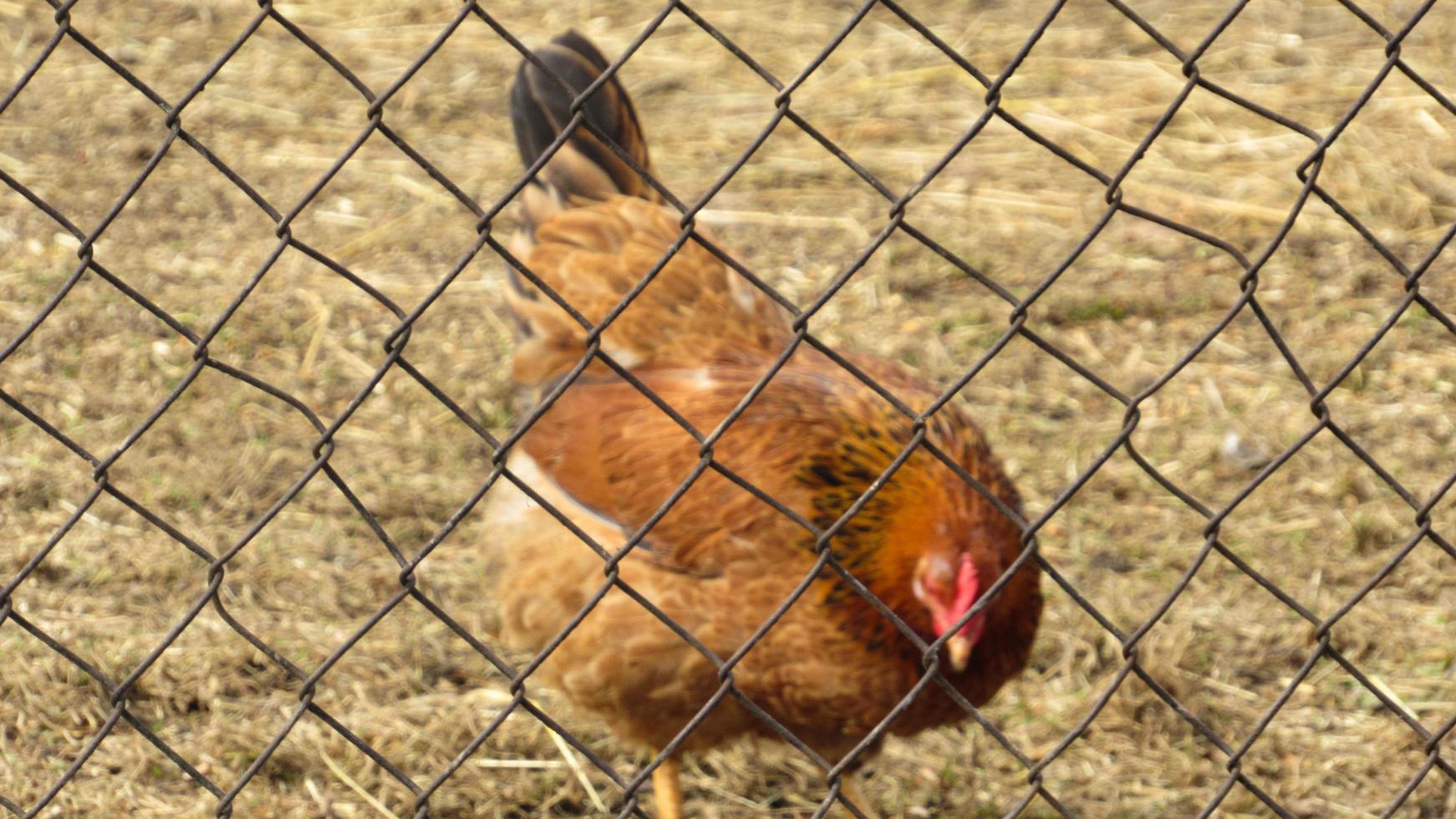 poulet à la ferme. poulets d'élevage. poulailler photo