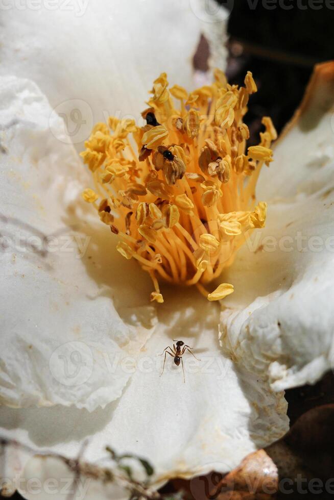 gros plan sur les pollens d'orange sur la fleur de pétale blanche avec la  fourmi. 6442032 Banque de photos