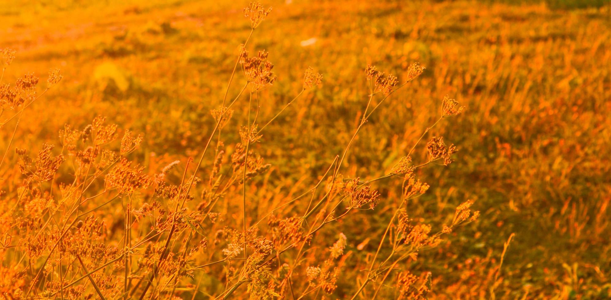 coucher de soleil orange rouge oreilles sur le terrain. fond nature coucher de soleil. bannière nature. photo
