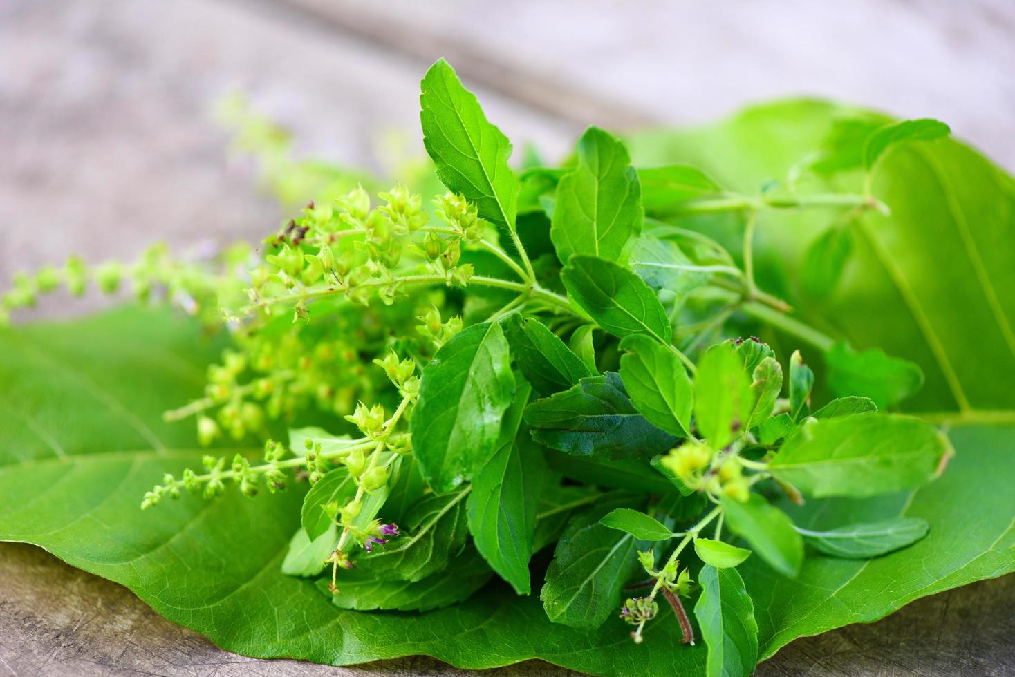 herbe de feuille de basilic sacré et épices sur feuille verte et fond en bois, feuilles de basilic doux photo