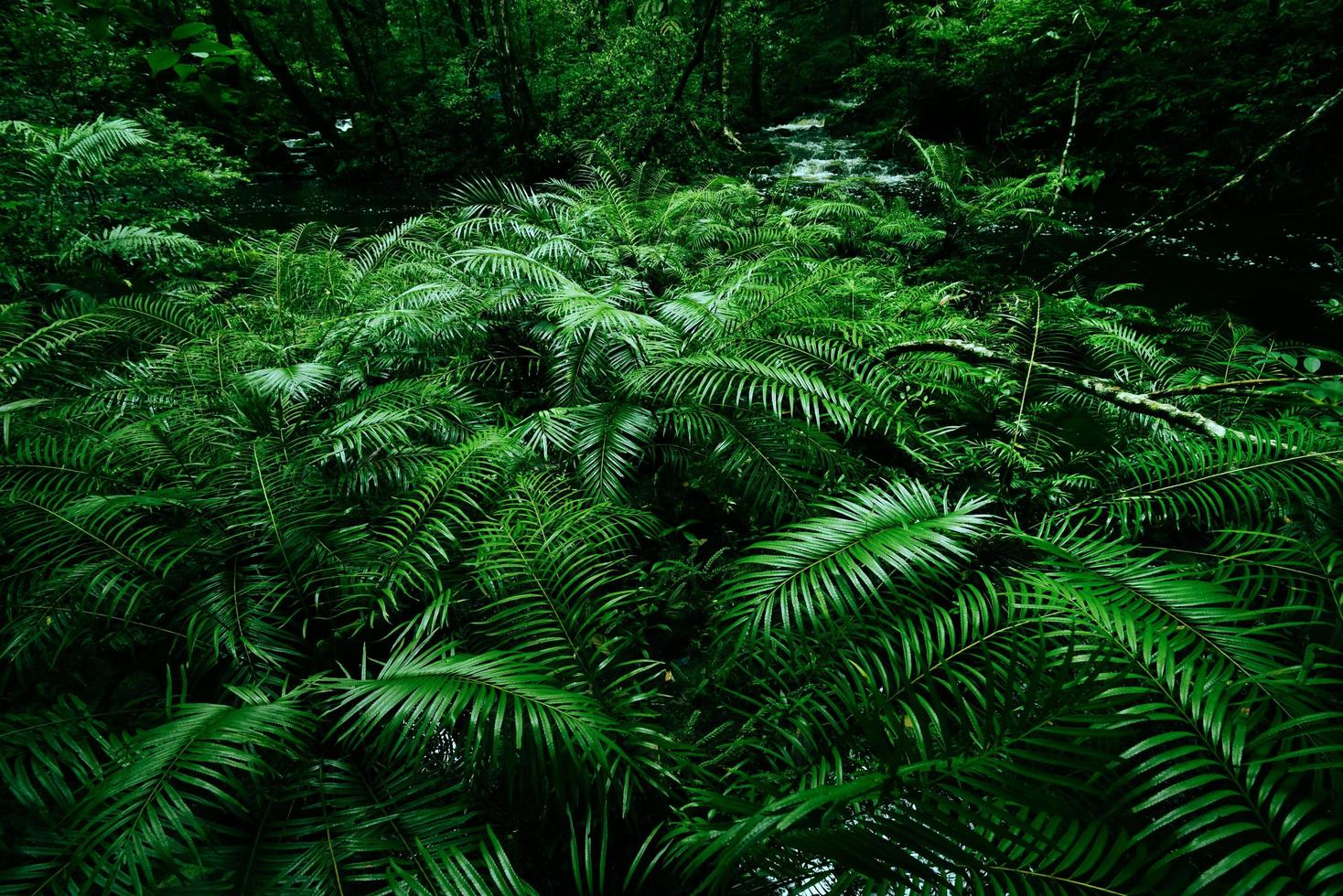 fond de buissons de fougères tropicales feuillage vert luxuriant dans la forêt tropicale avec arbre de plantes naturelles et rivière de ruisseau de cascade - arrière-plans floraux de feuilles vertes ainsi que des thèmes tropicaux et de la jungle forêt amazonienne photo