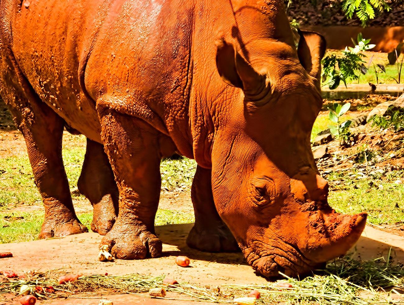le rhinocéros mange beaucoup de fruits de rhinocéros et de poussière rouge. photo