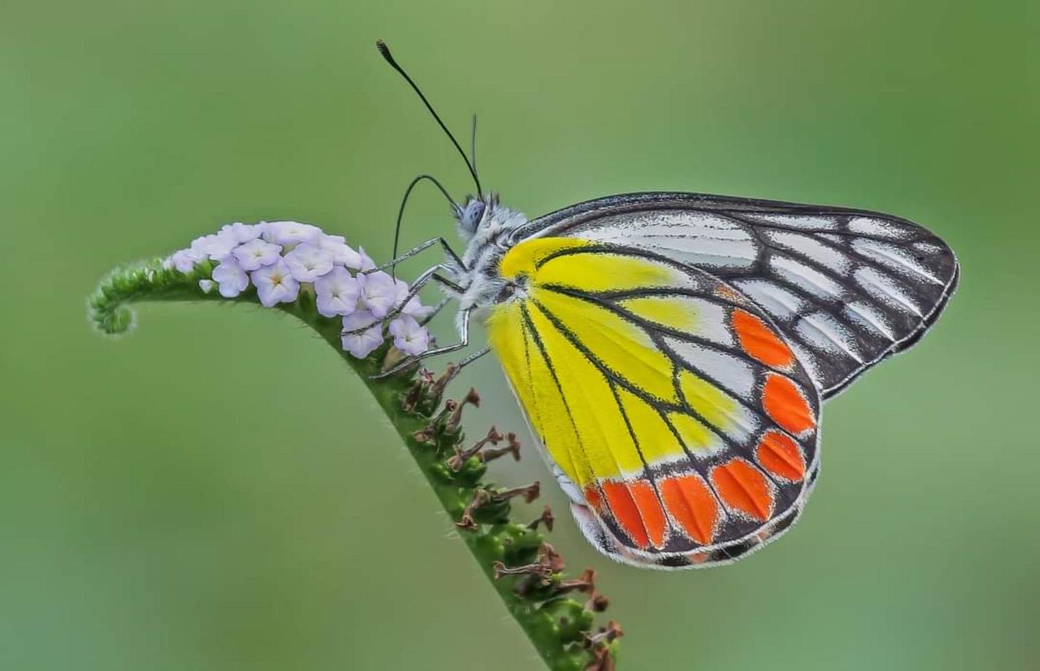 papillon assis sur la fleur. mise au point sélective. photo de haute qualité. nature printanière.