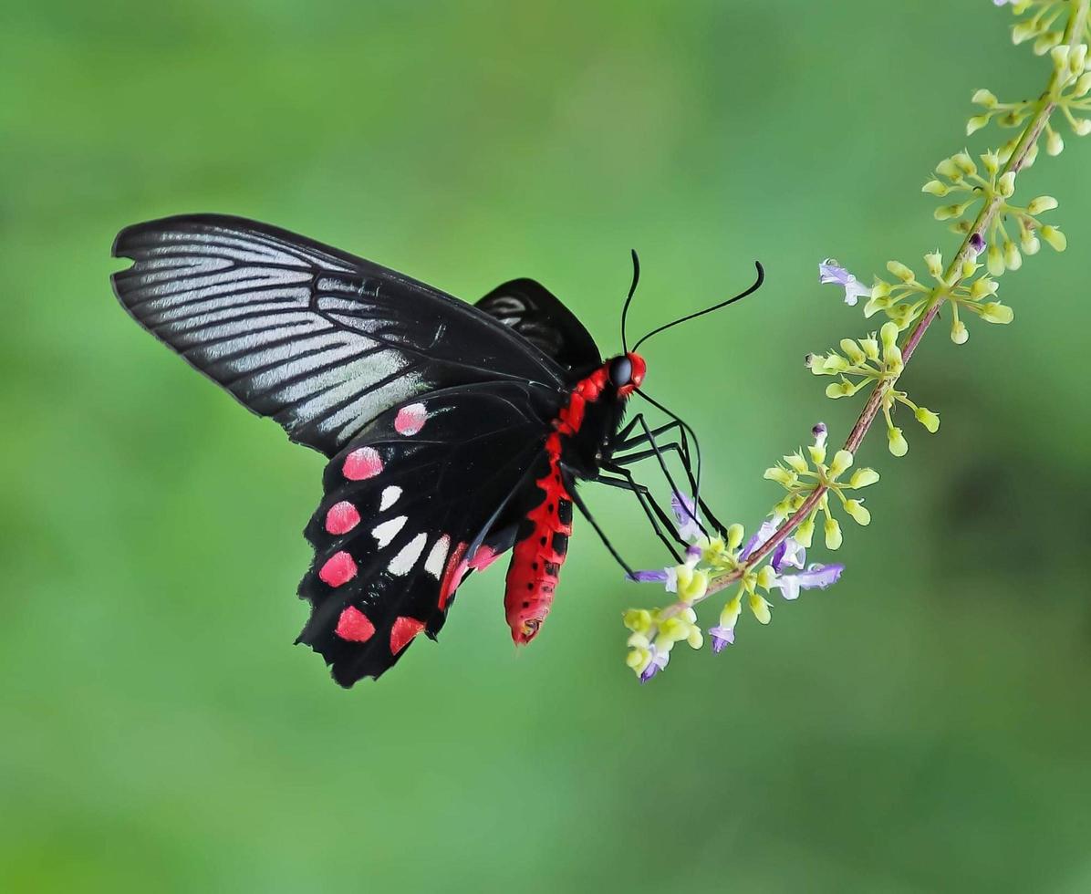 papillon assis sur la fleur. mise au point sélective. photo de haute qualité. nature printanière.