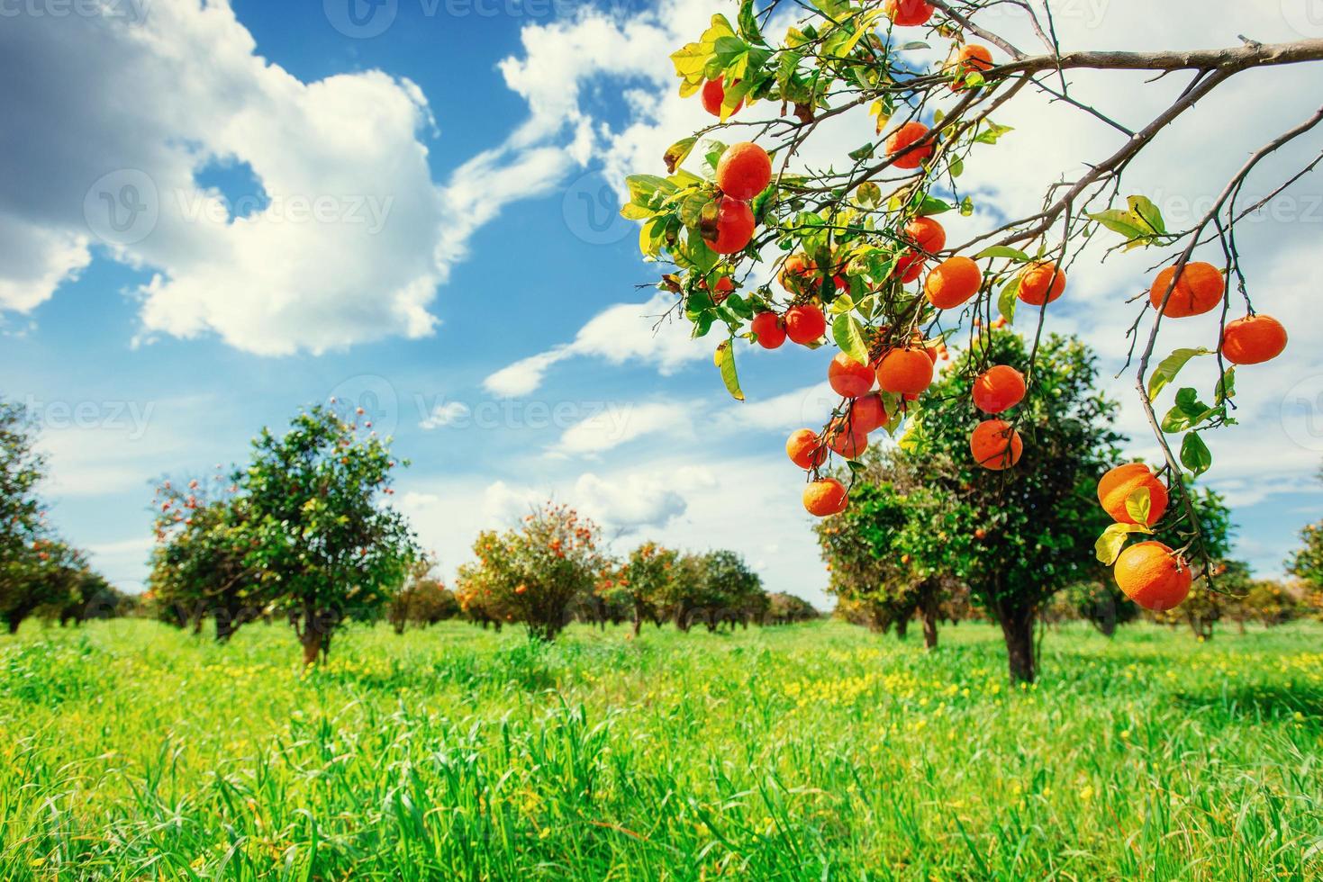 une vue fantastique sur les magnifiques orangers en italie. photo