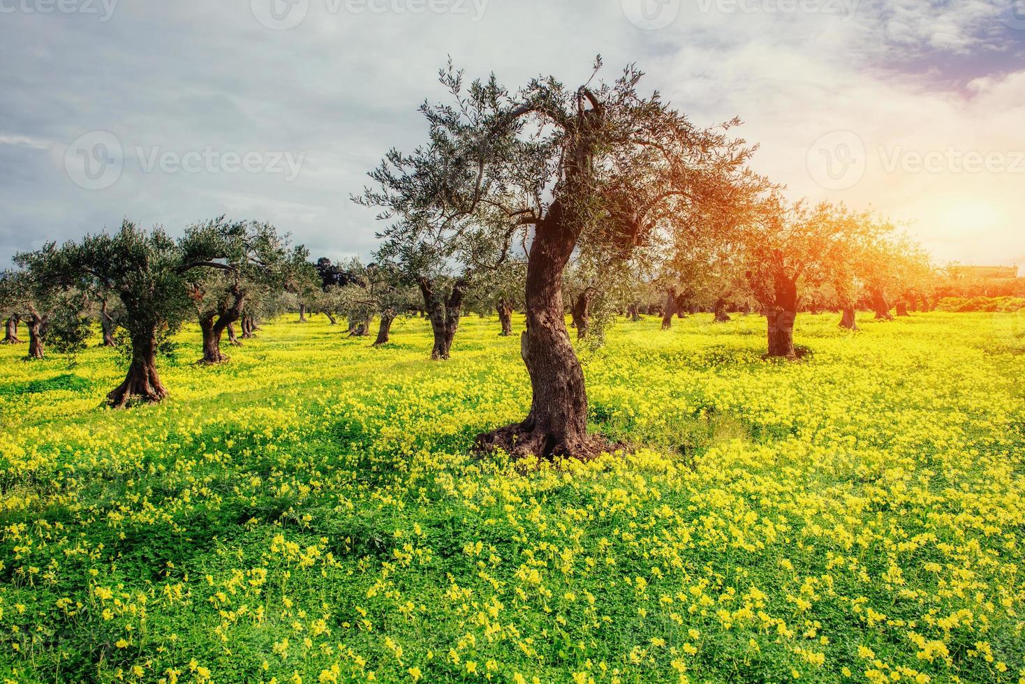 vue sur le jardin avec ciel bleu. climat méditerranéen. magnifique photo