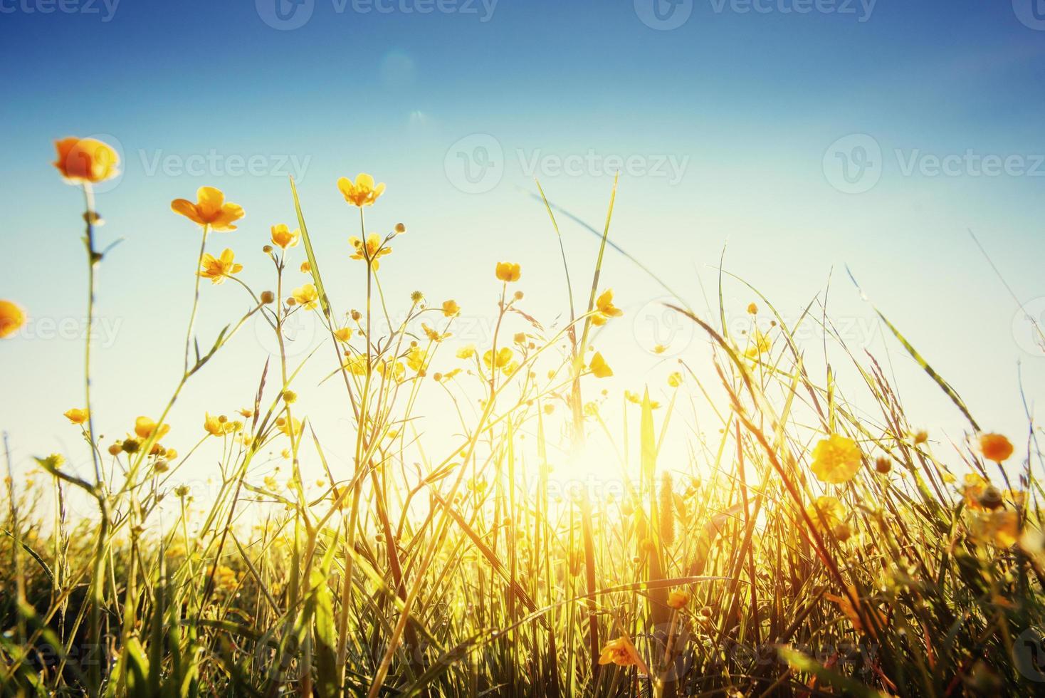 les rayons du soleil traversant l'herbe. photo