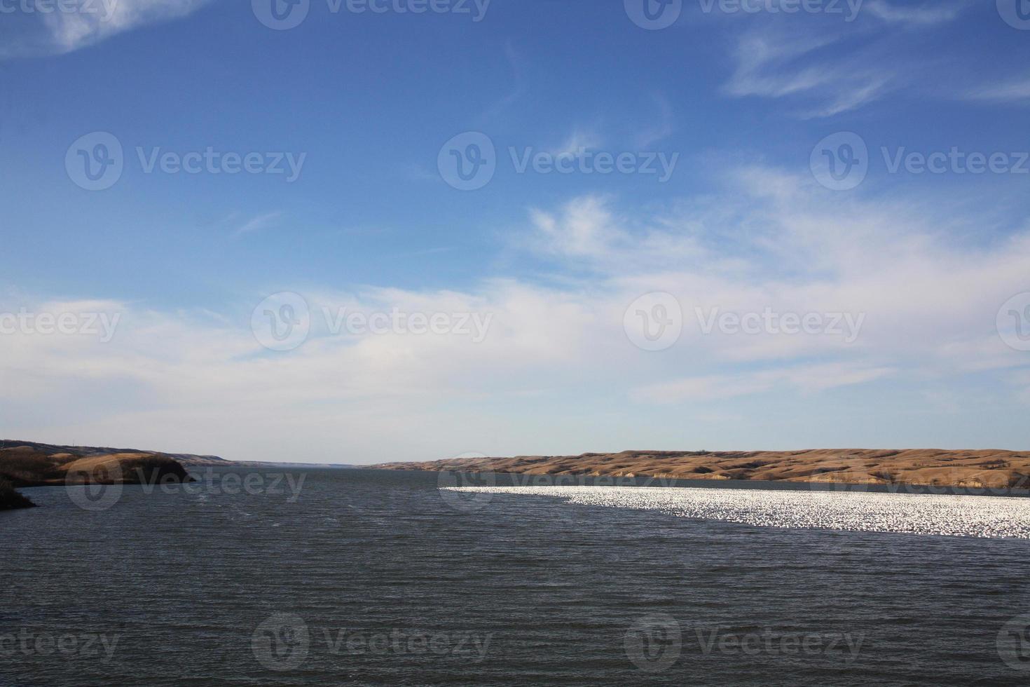 énorme troupeau d'oies des neiges sur le lac photo