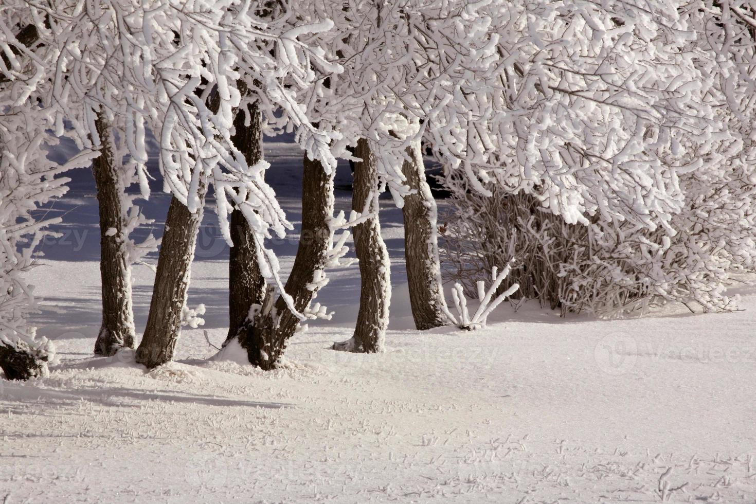 une journée glaciale à la campagne photo