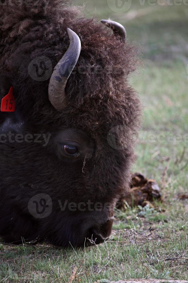 bison d'amérique broutant en saskatchewan photo