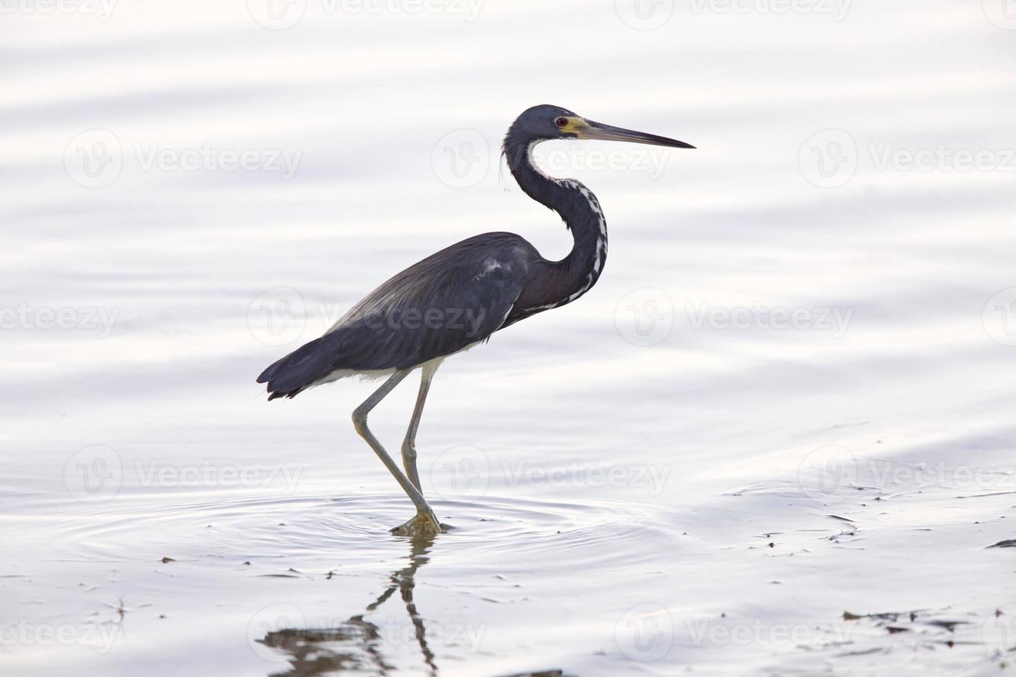 grand héron pataugeant dans les eaux de la floride photo