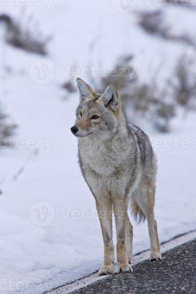 parc de yellowstone wyoming hiver neige coyote photo