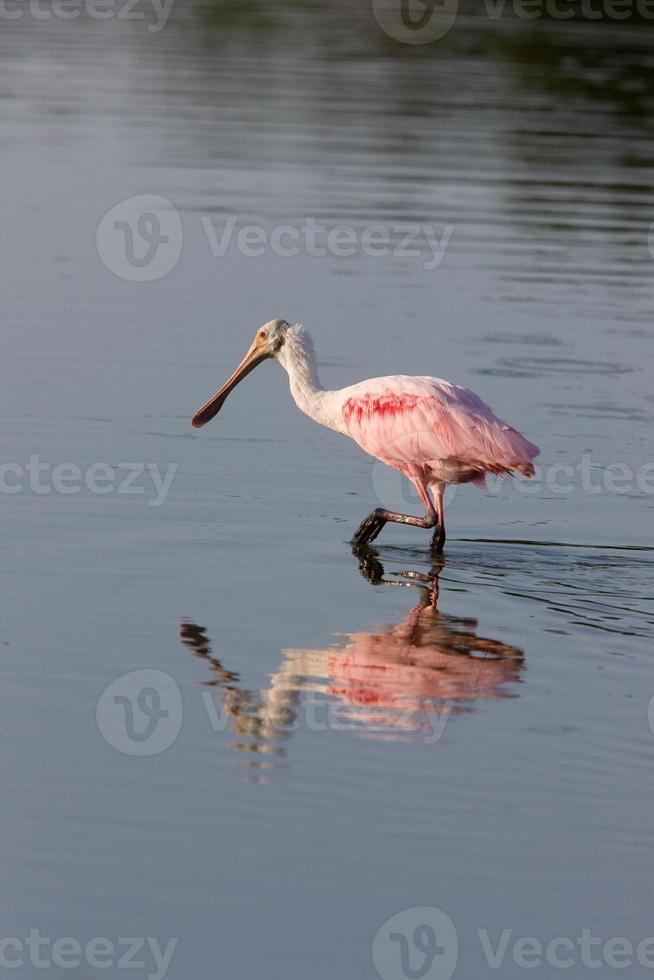 Spatule rosette se nourrissant dans les eaux de Floride photo