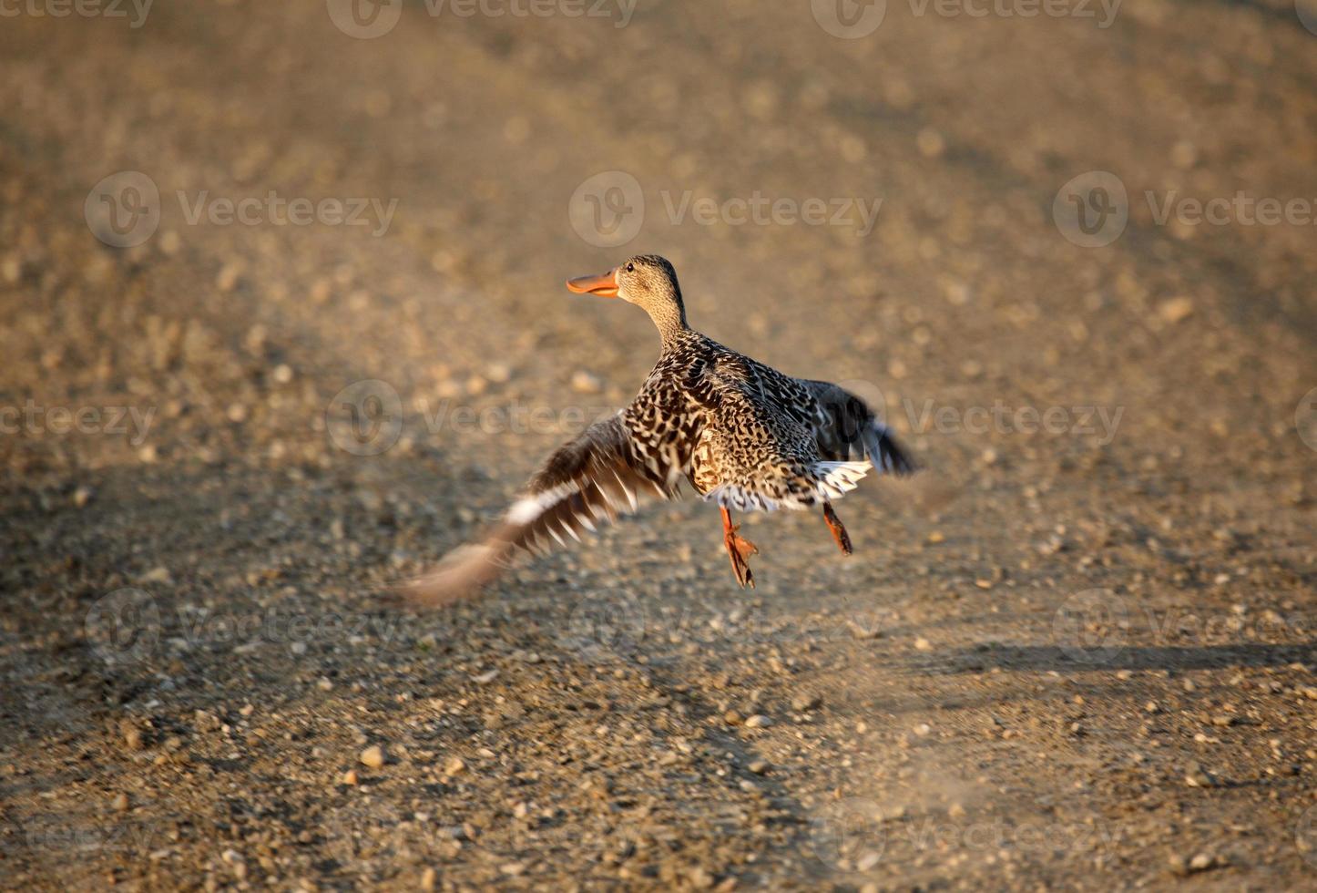 Le canard souchet femelle volant jusqu'à partir d'une route de campagne photo