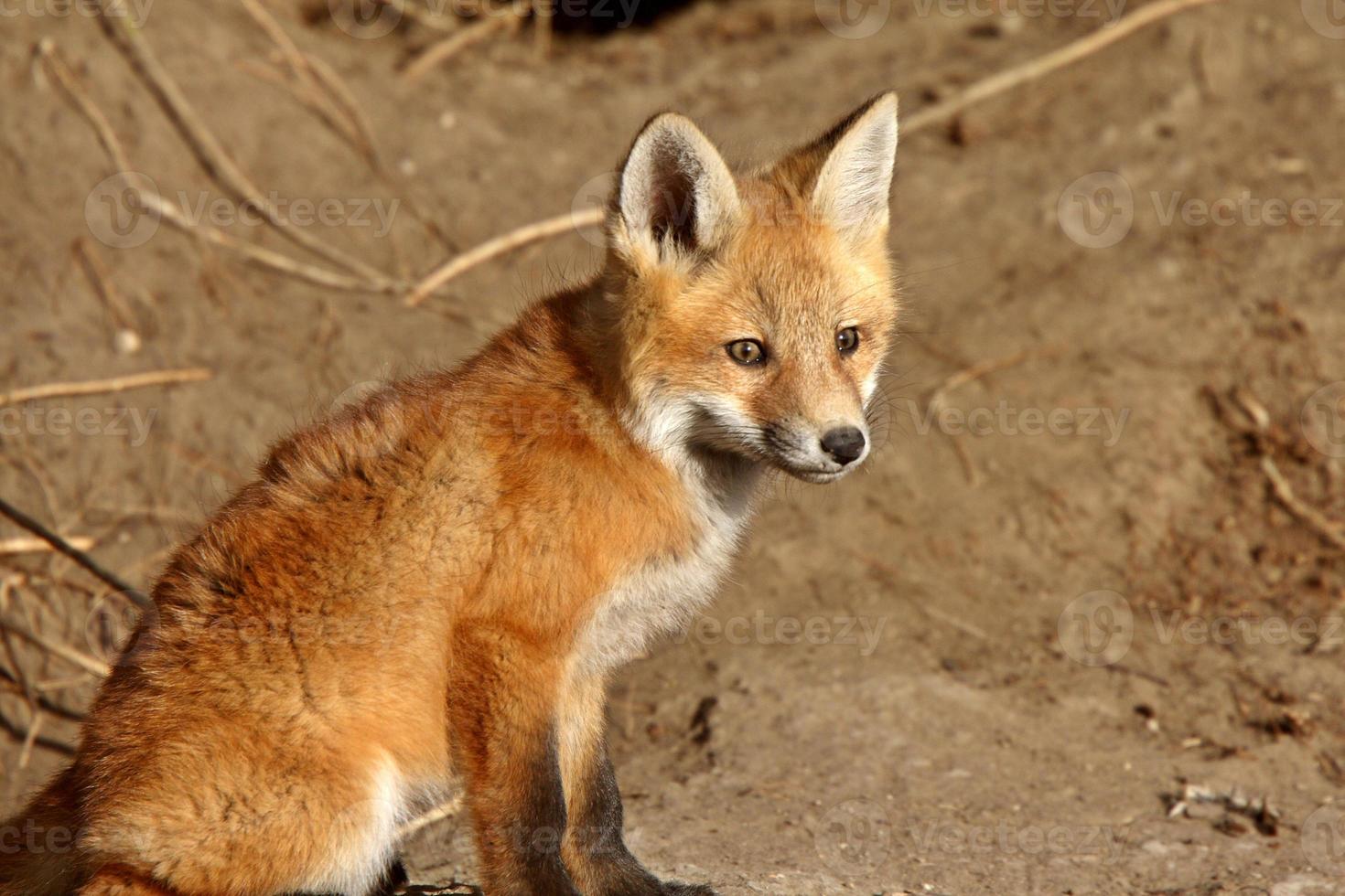 chiot renard roux près de sa tanière photo