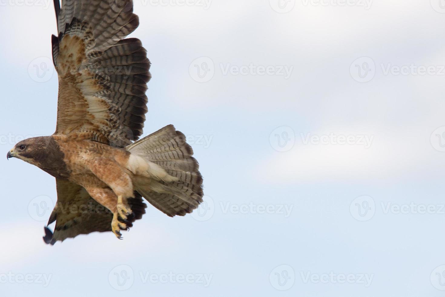 faucon de swainson canada photo