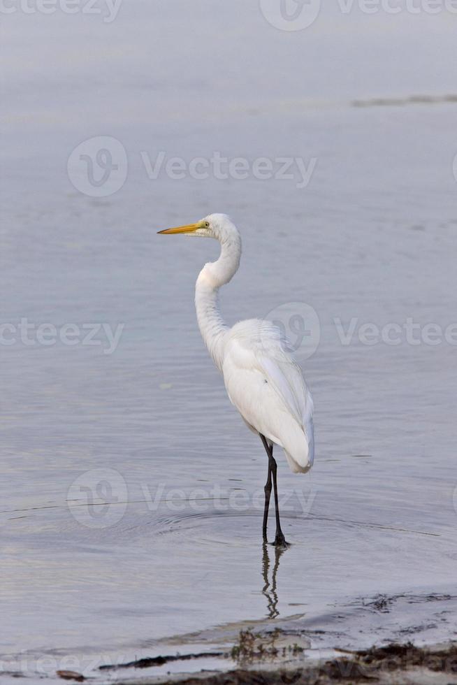 Grande aigrette pataugeant dans les eaux de la Floride photo