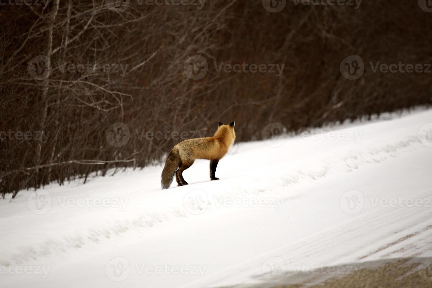 renard roux en hiver photo