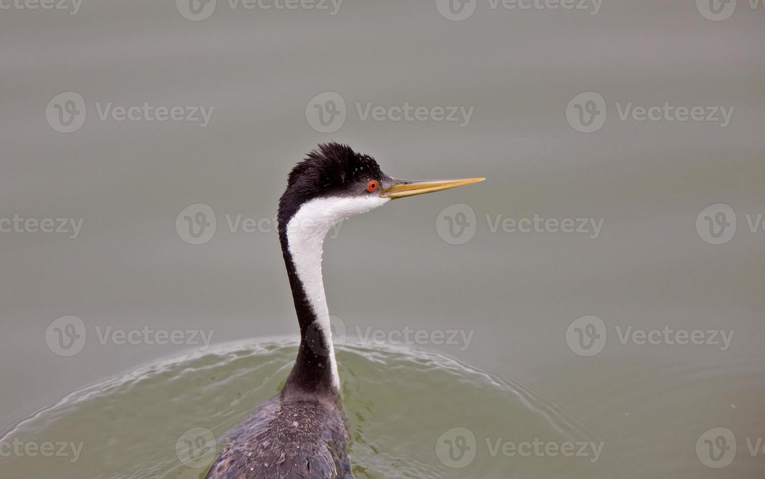 Grèbe élégant sur le lac photo