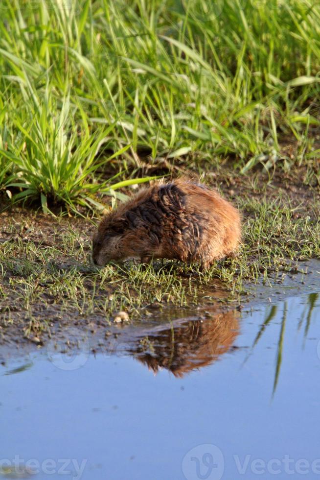 rat musqué le long de la rive du nid-de-poule en bordure de route photo