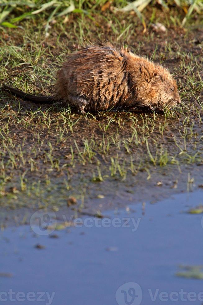 rat musqué le long de la rive du nid-de-poule en bordure de route photo