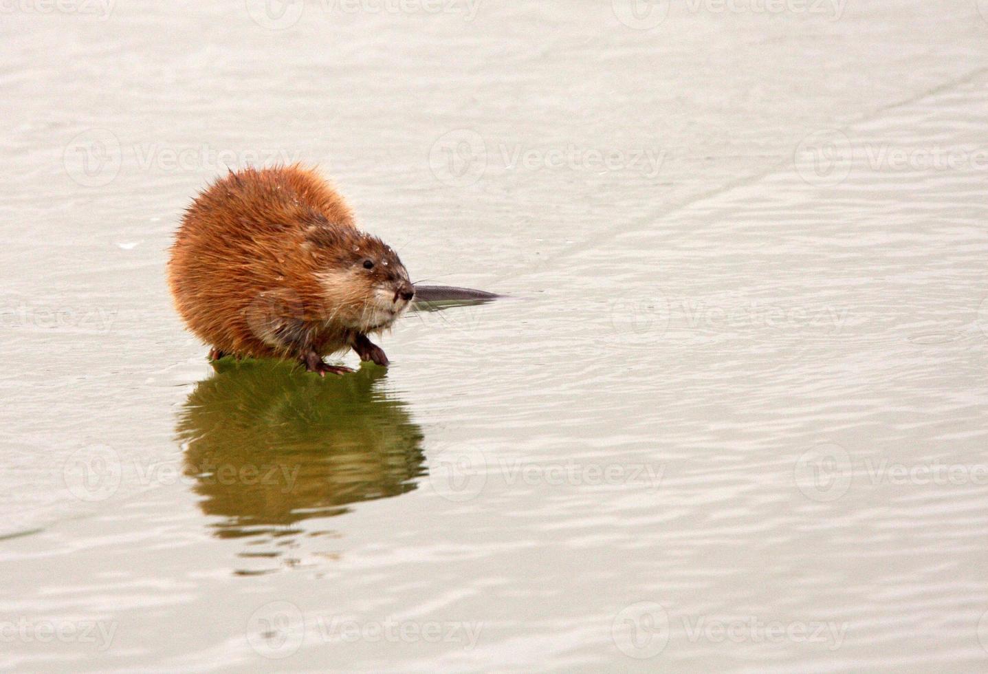 rat musqué sur la glace du lac en saskatchewan photo
