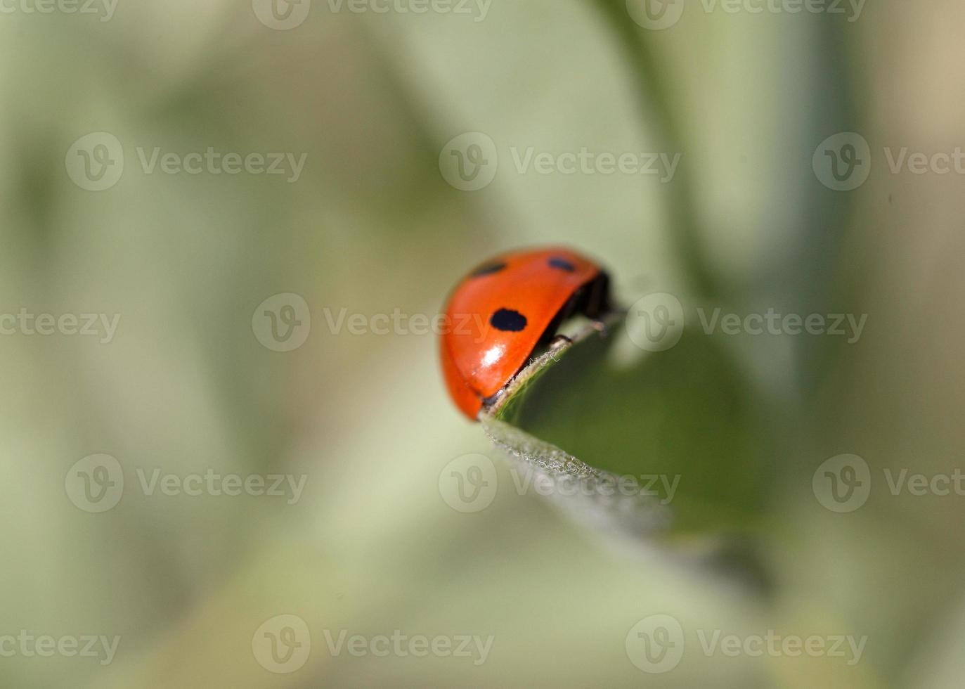 coccinelle sur une plante en saskatchewan photo