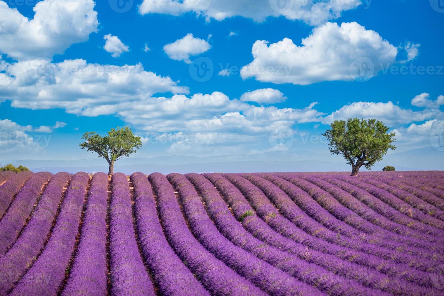 paysage magnifique avec champ de lavande sous la lumière du soleil. fleurs de lavande parfumées violettes en fleurs ciel nuageux bleu vif. paysage naturel d'été photo