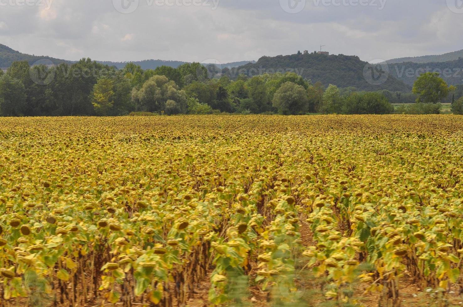 fleur de tournesol jaune photo