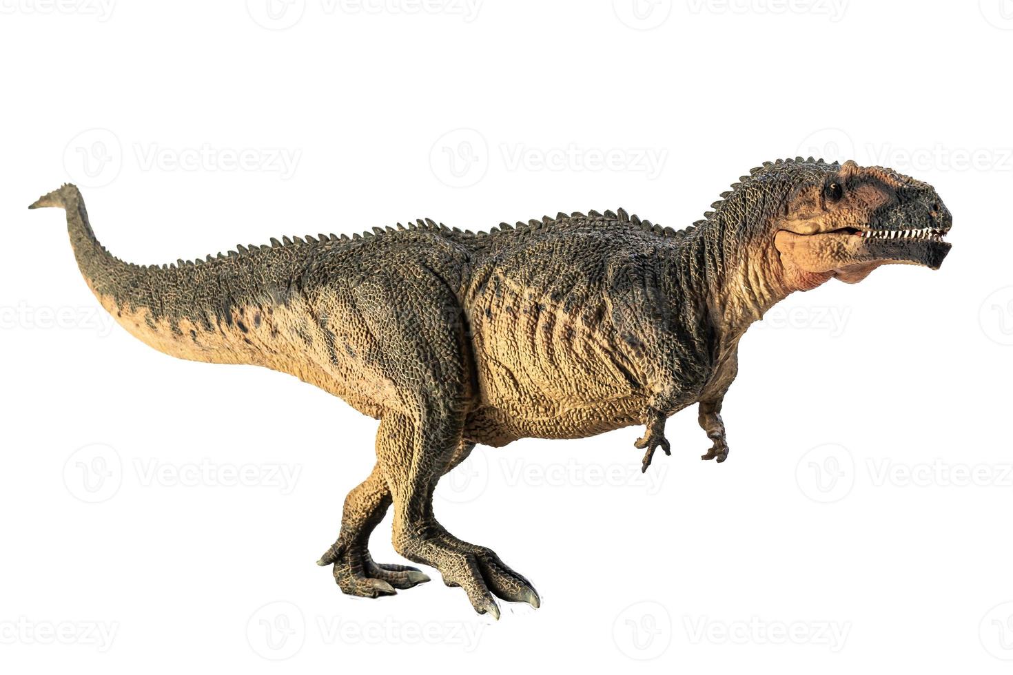 giganotosaurus, dinosaure sur fond blanc. photo
