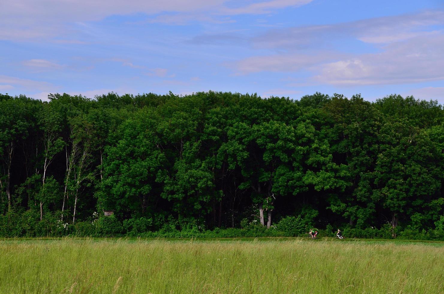 cyclistes près d'une forêt en été photo