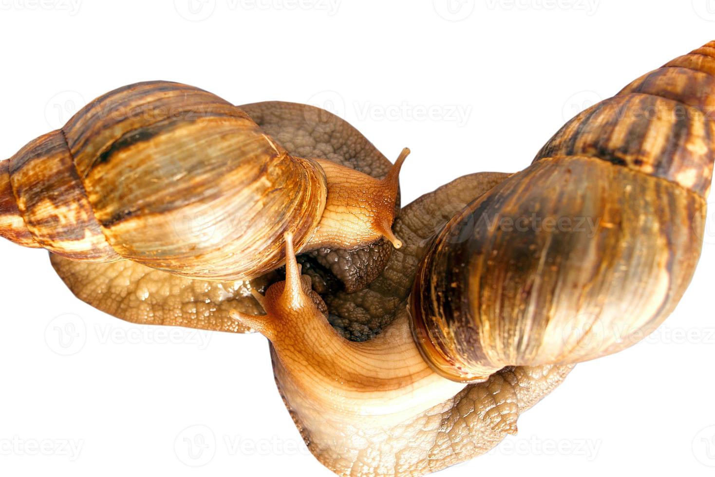 deux escargots achatina géant isolé photo