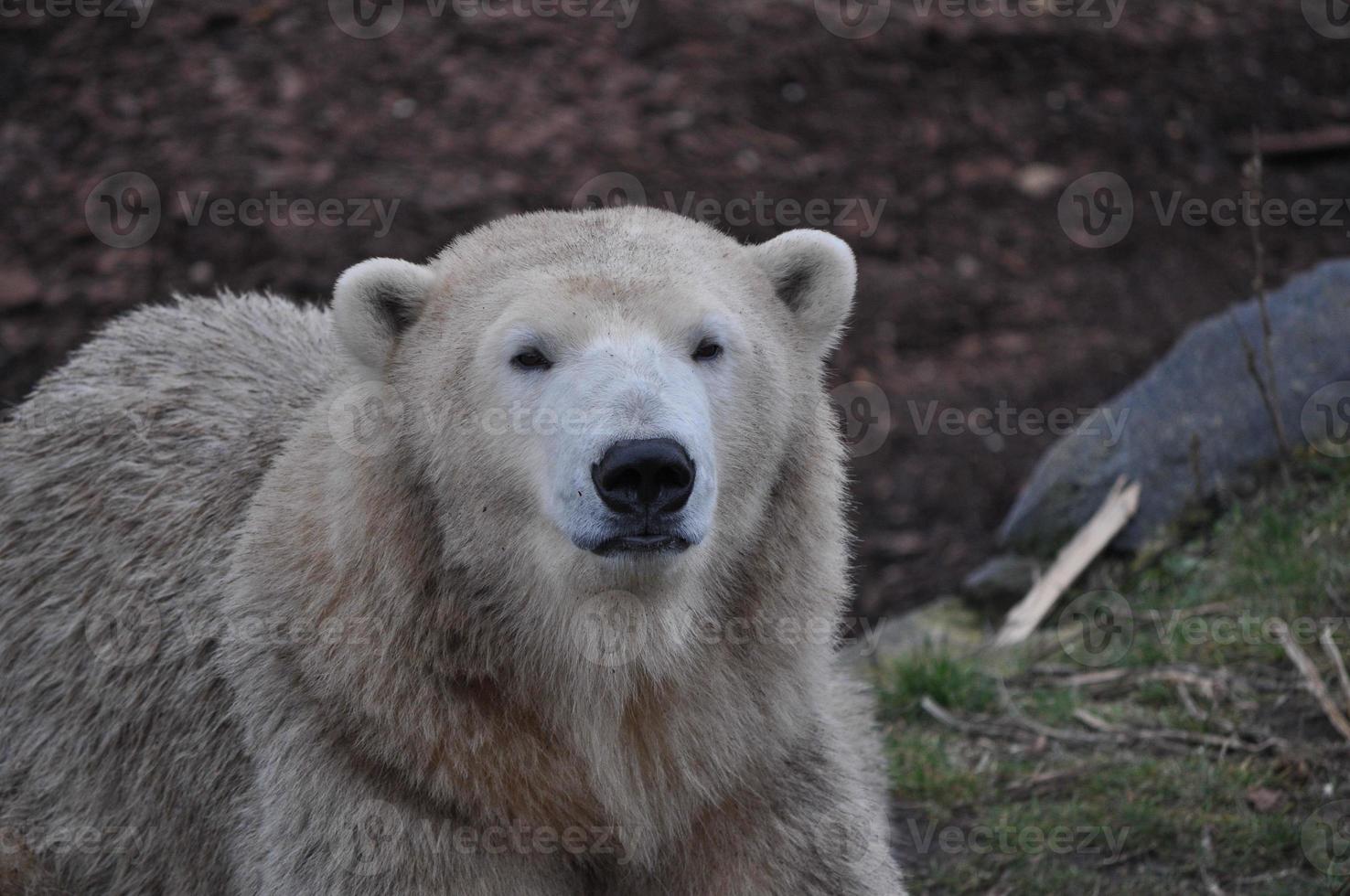 ours brun mammifère animal photo