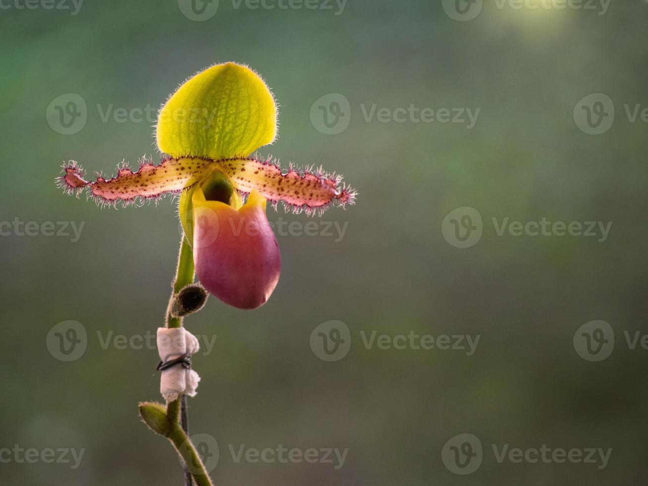 lady slipper, paphiopedilum orchidaceae fleurs dans le parc photo