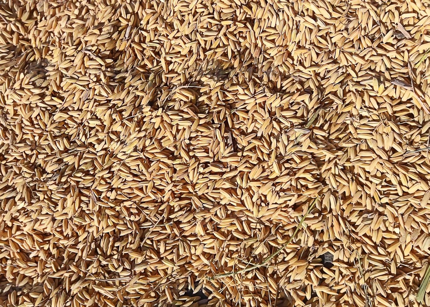 photo de riz sec prêt à piler