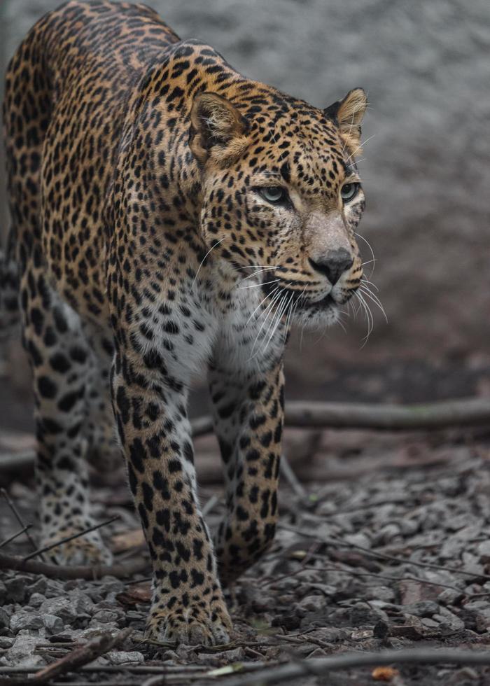 léopard du Sri Lanka photo