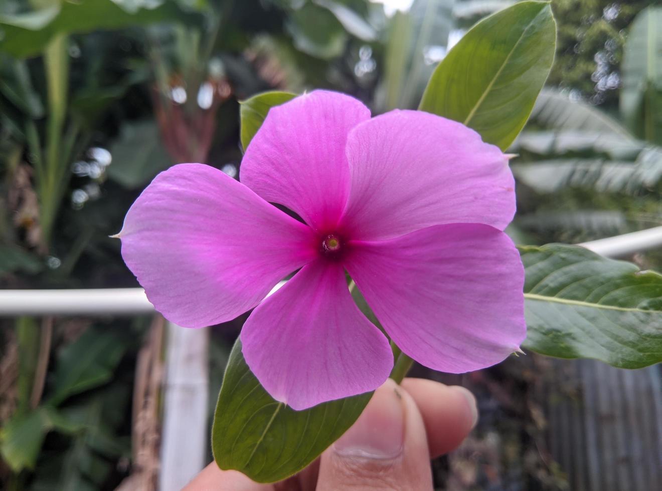 catharanthus roseus, communément appelé yeux brillants, pervenche du cap, plante de cimetière, pervenche de madagascar, vieille fille, pervenche rose. photo