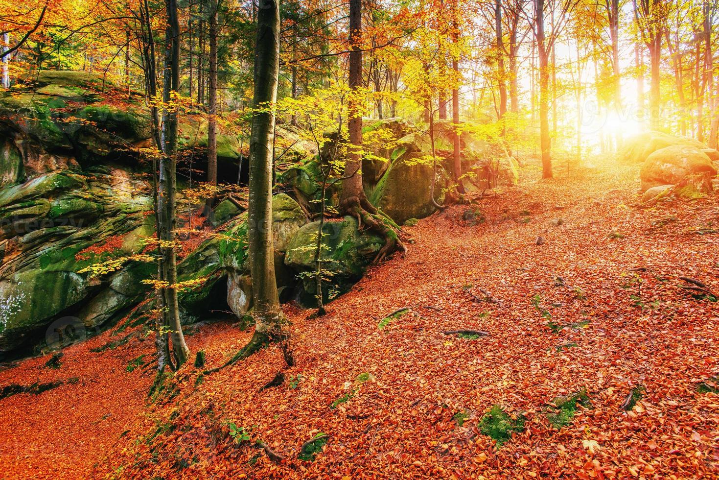 forêt en après-midi ensoleillé pendant la saison. paysage d'automne. l'ukraine photo