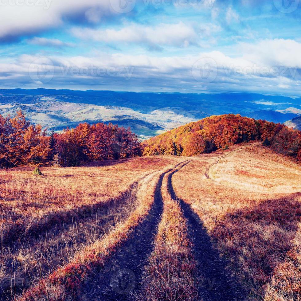 allée d'automne. filtre de style rétro. effet tonifiant instagram photo