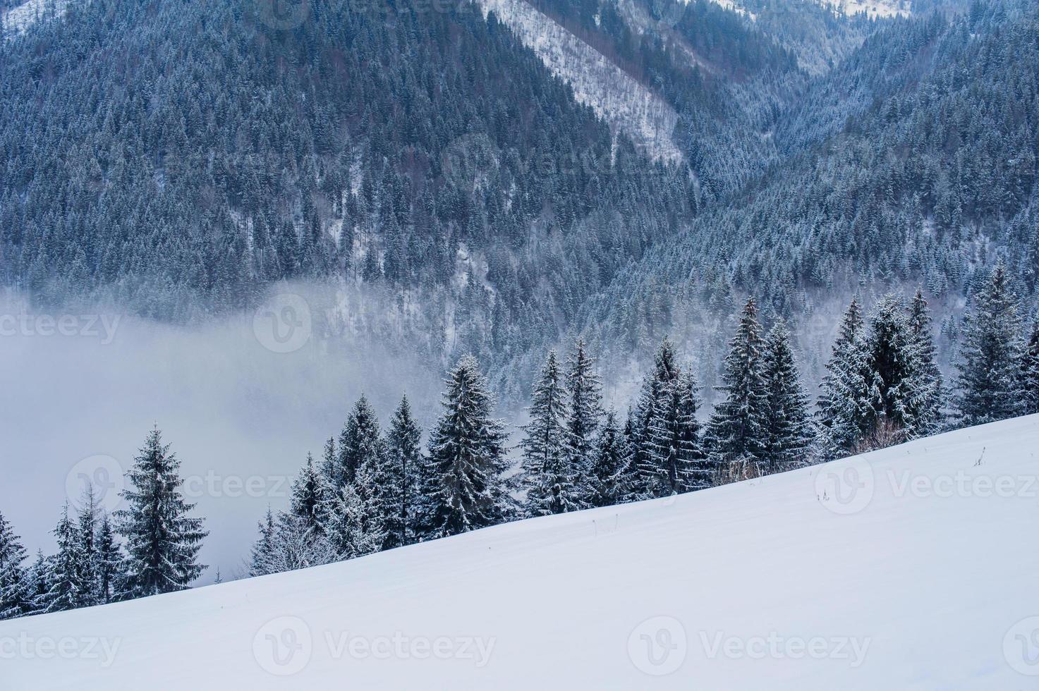 montagnes d'hiver des Carpates photo