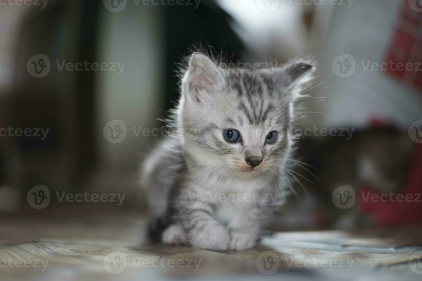 mignon petit chat joue photo