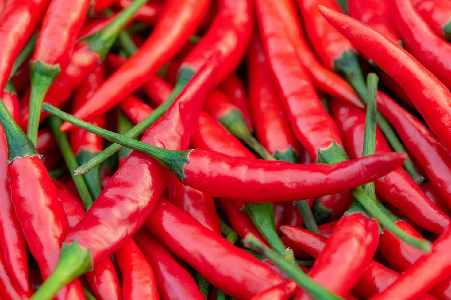 fond de piment rouge frais. photo